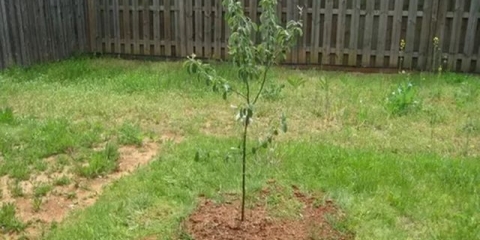 Kako posaditi stablo jabuke u jesen u sibiru